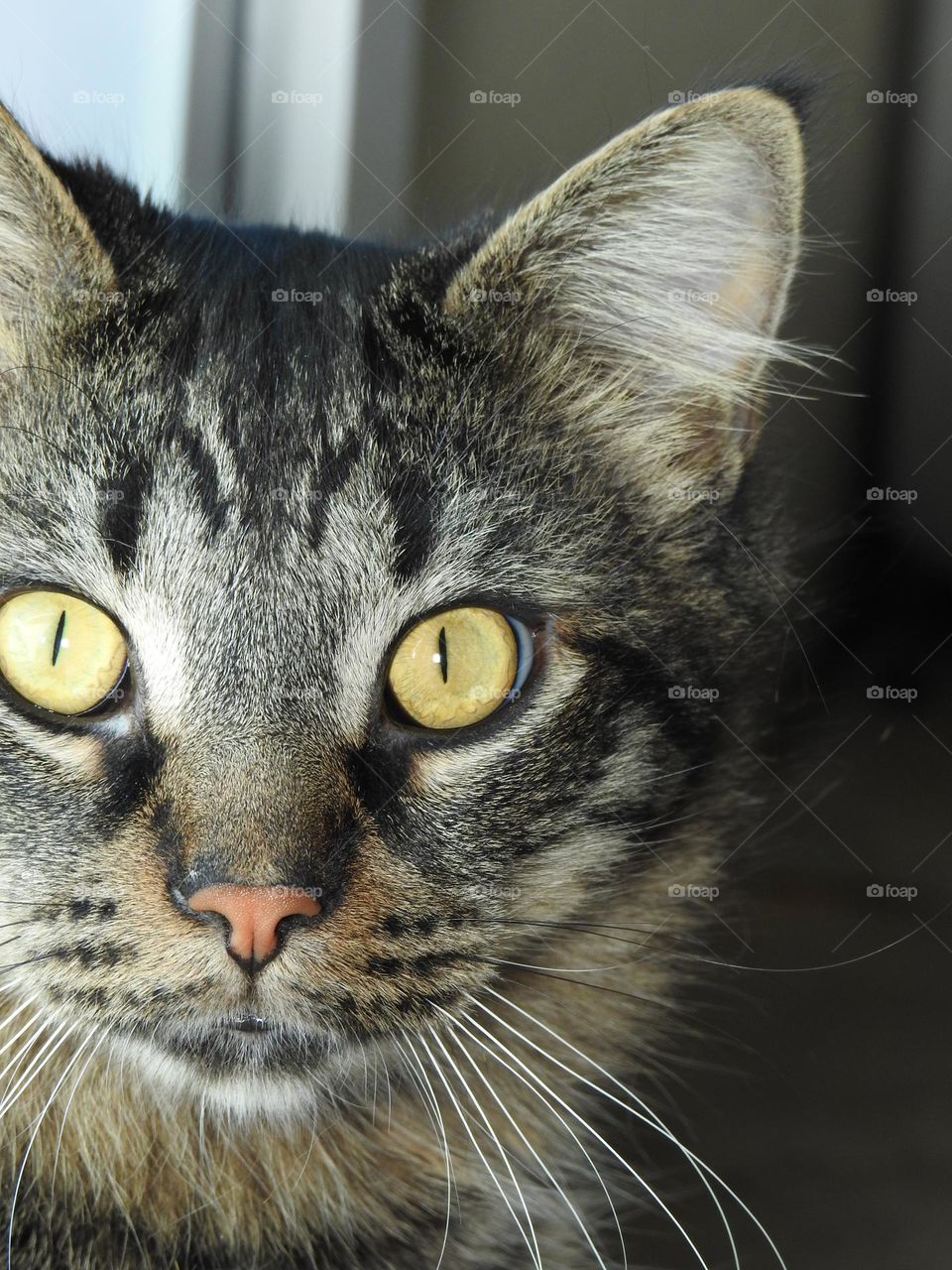 Handsome photogenic family pet cat Charlie with feline curious piercing yellow eyes looking surprised closeup.