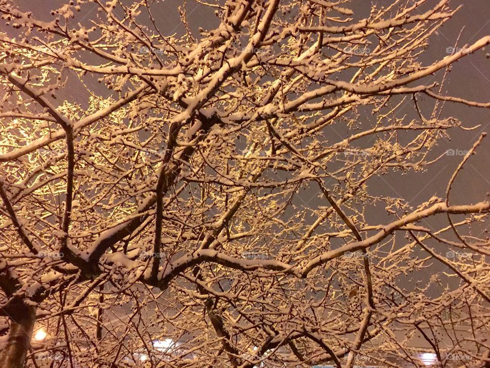 Snow on trees at night. 