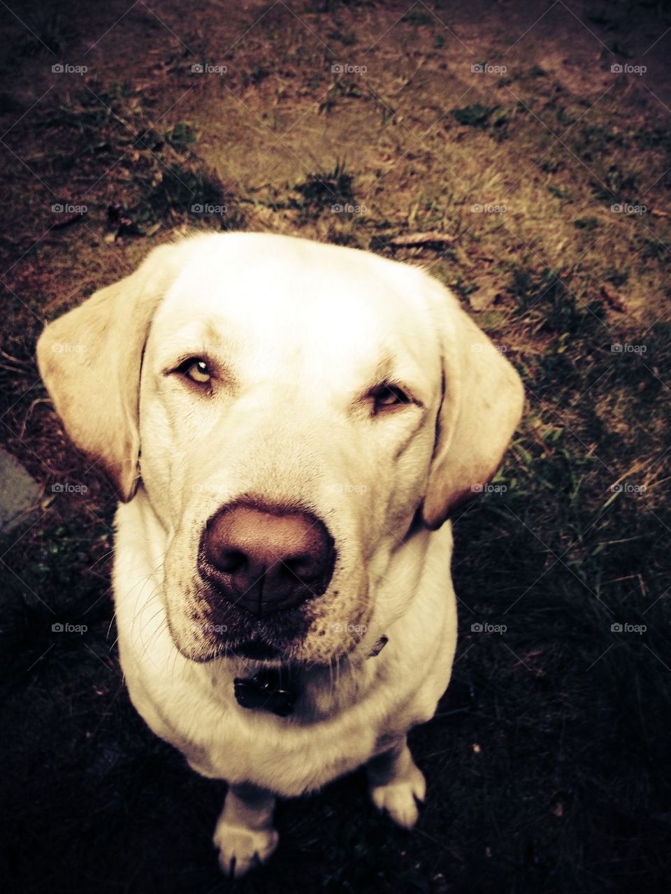 Yellow Lab