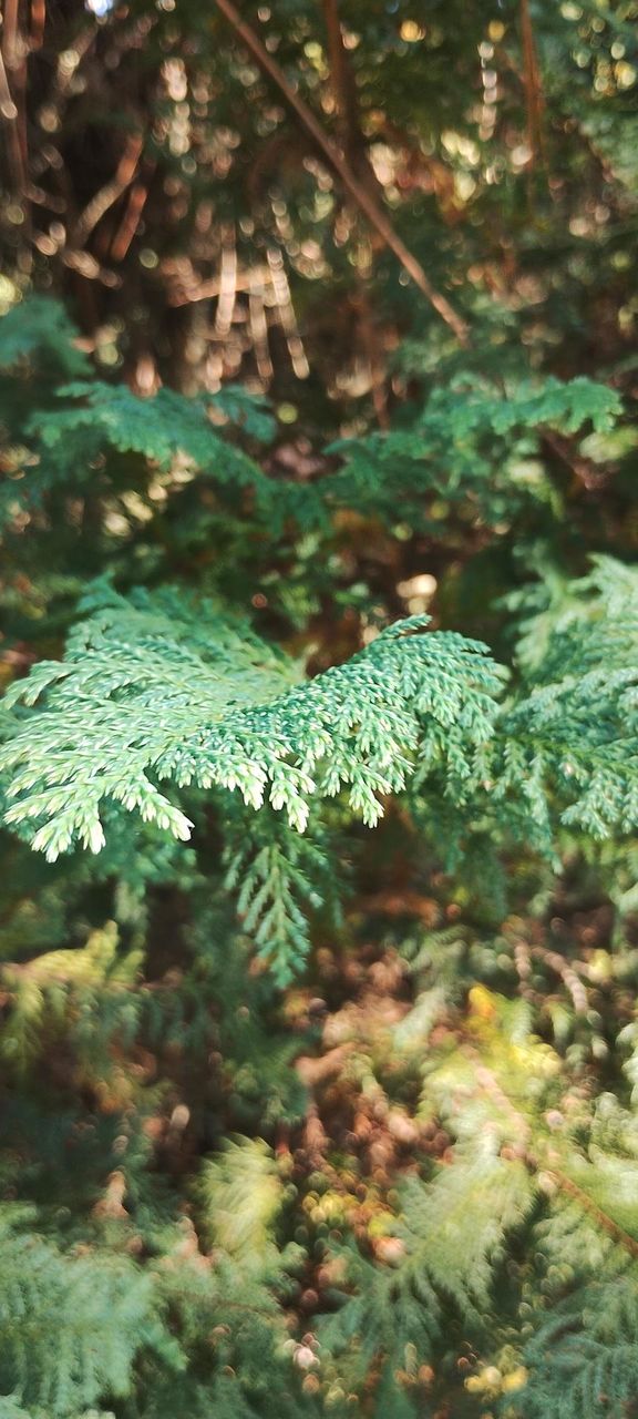 NATURE