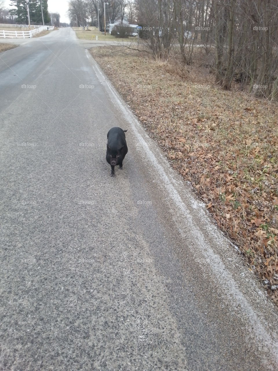 travelling pig