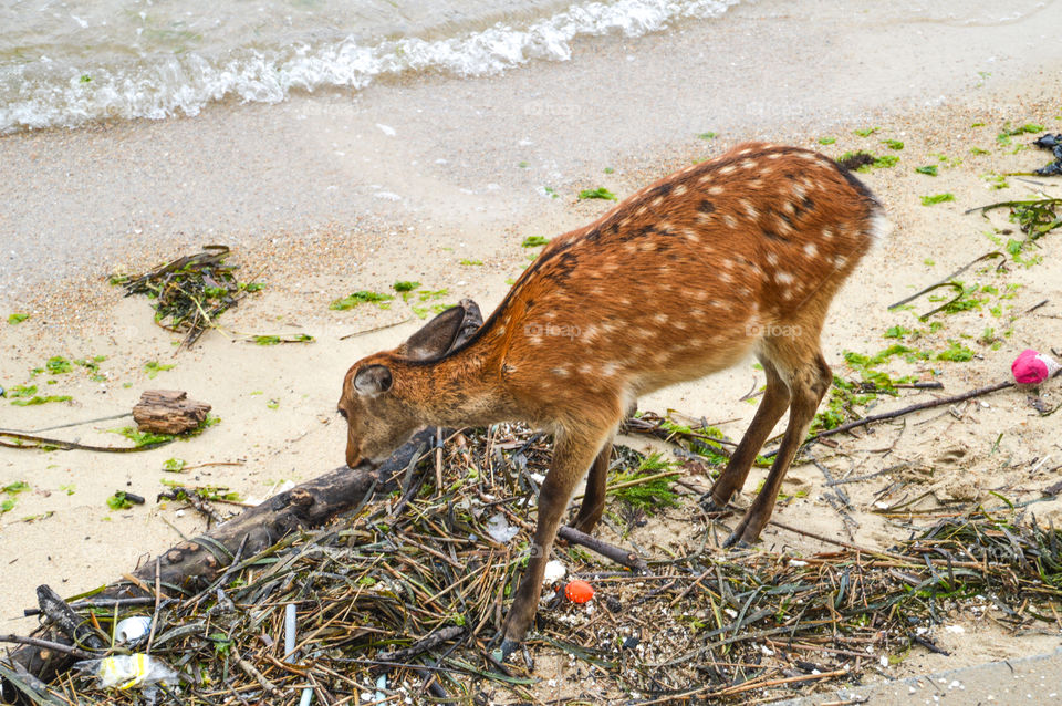 Japanese Deer Eating Garbage
