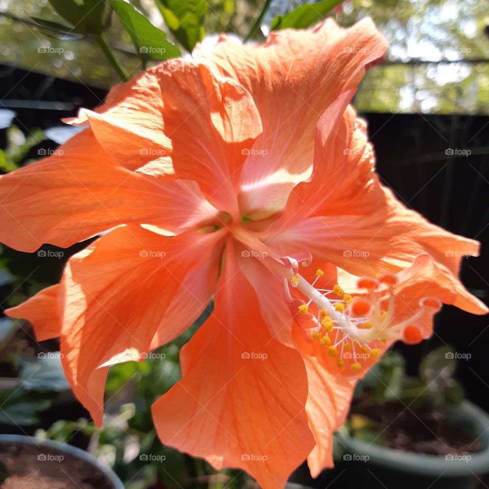 orange hibiscus 2020
