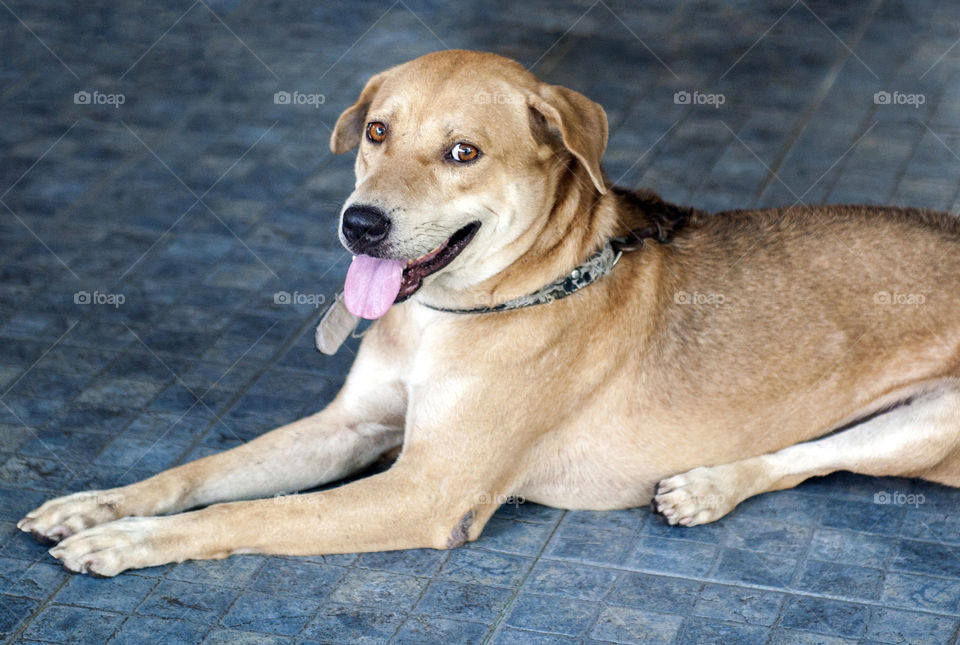 Brown Thai mixed breed dog on blue floor looking at camera