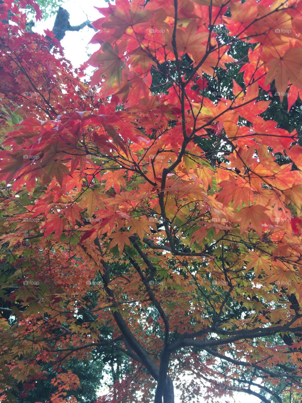 Momiji in Japan