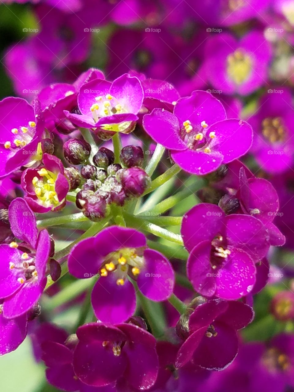 Purple Alyssum