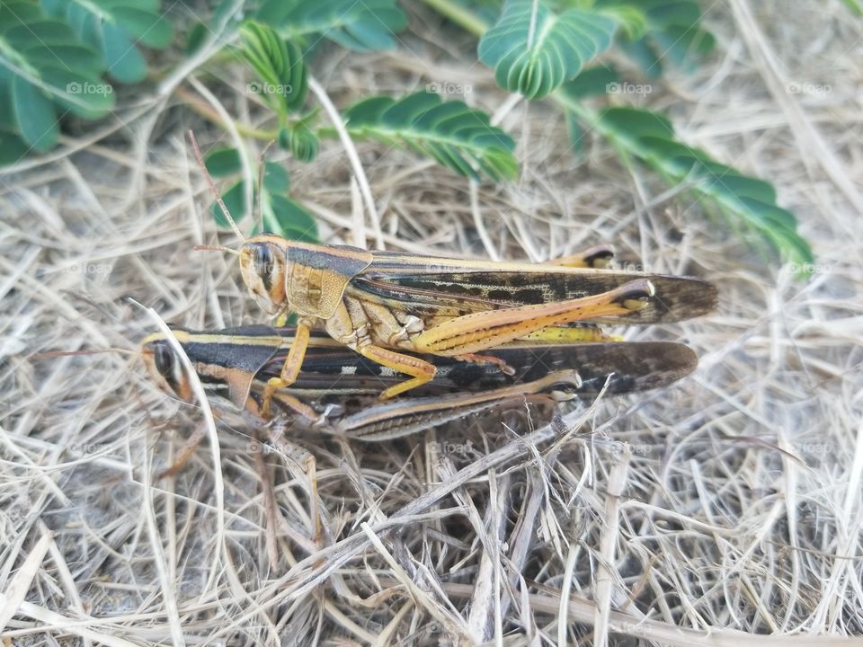 grasshoppers