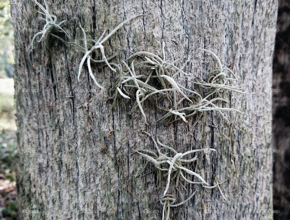 Wood, Tree, Nature, Bark, Trunk