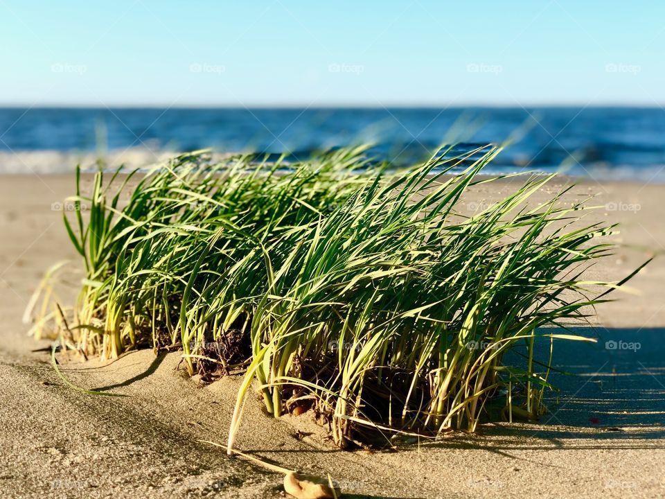 Grass on the beach in the evening