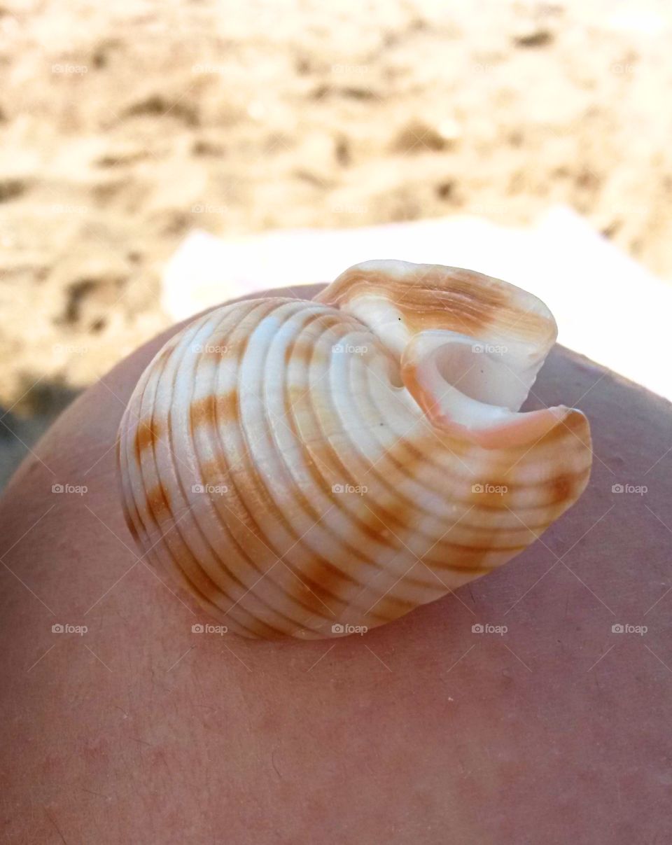 close up of seashell