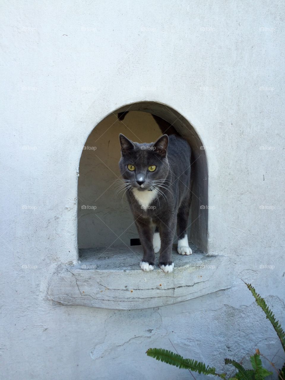 Cat in windowsill
