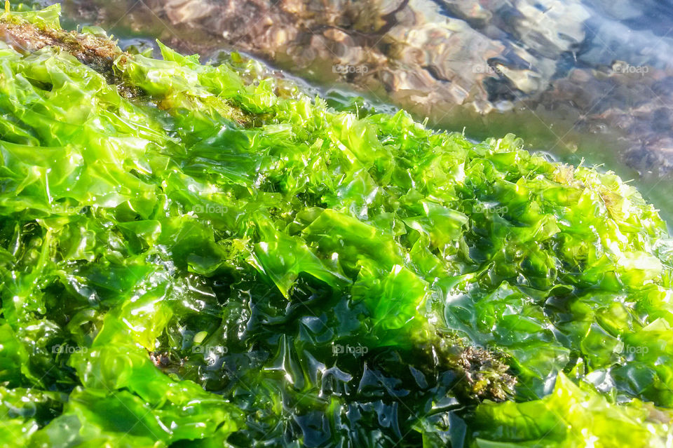 green sea algae over rock