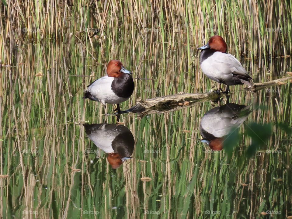 Pair of red-headed ducks with reflection