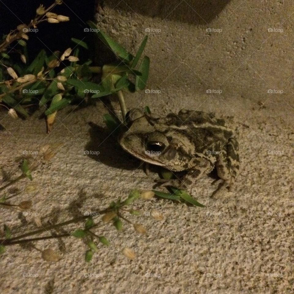 Night frog