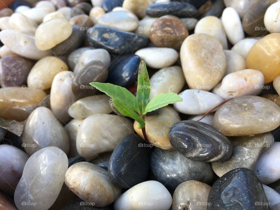 Close-up of plant