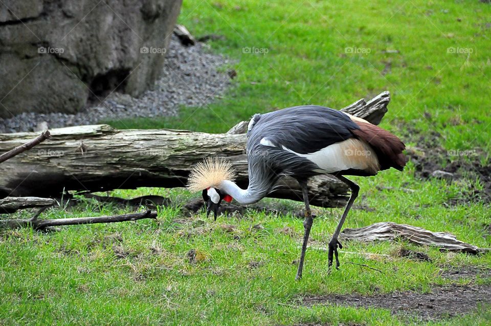 A beautiful creation 