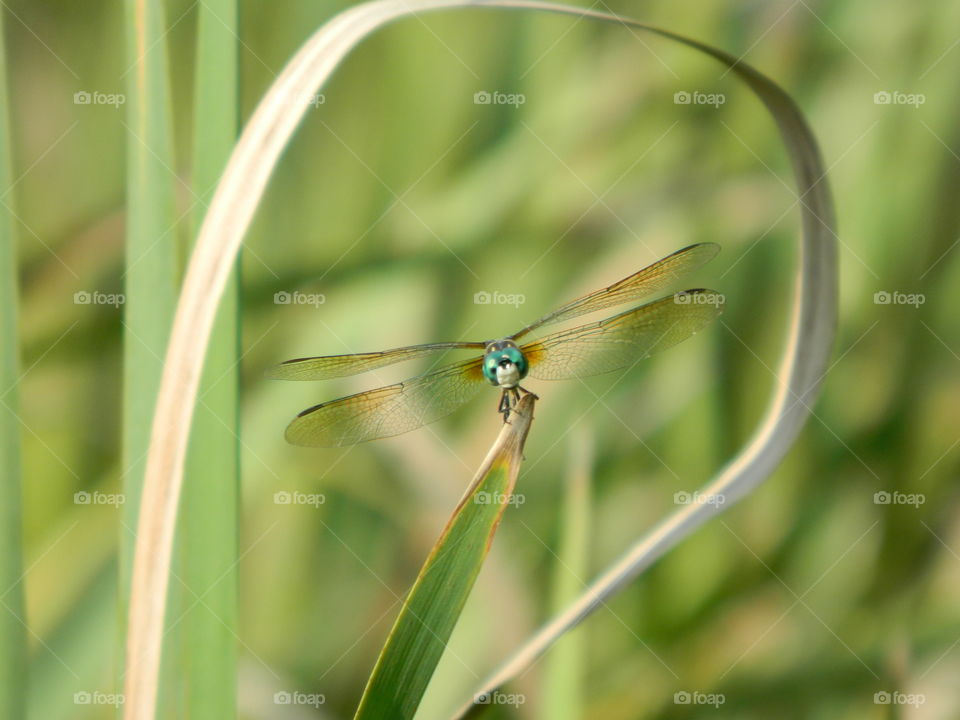 dragonfly