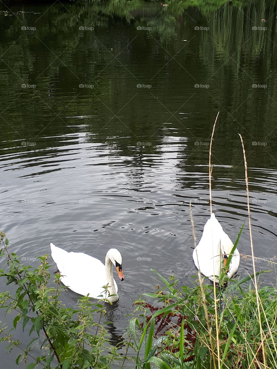 Graceful Swans