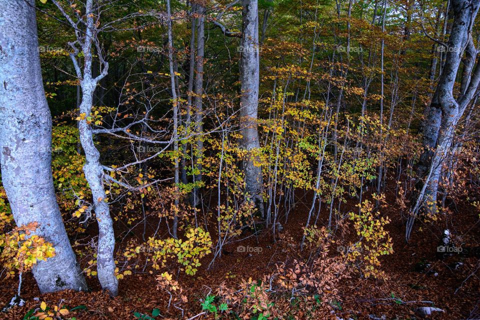 beech trees in autumn, abruzzo, italy