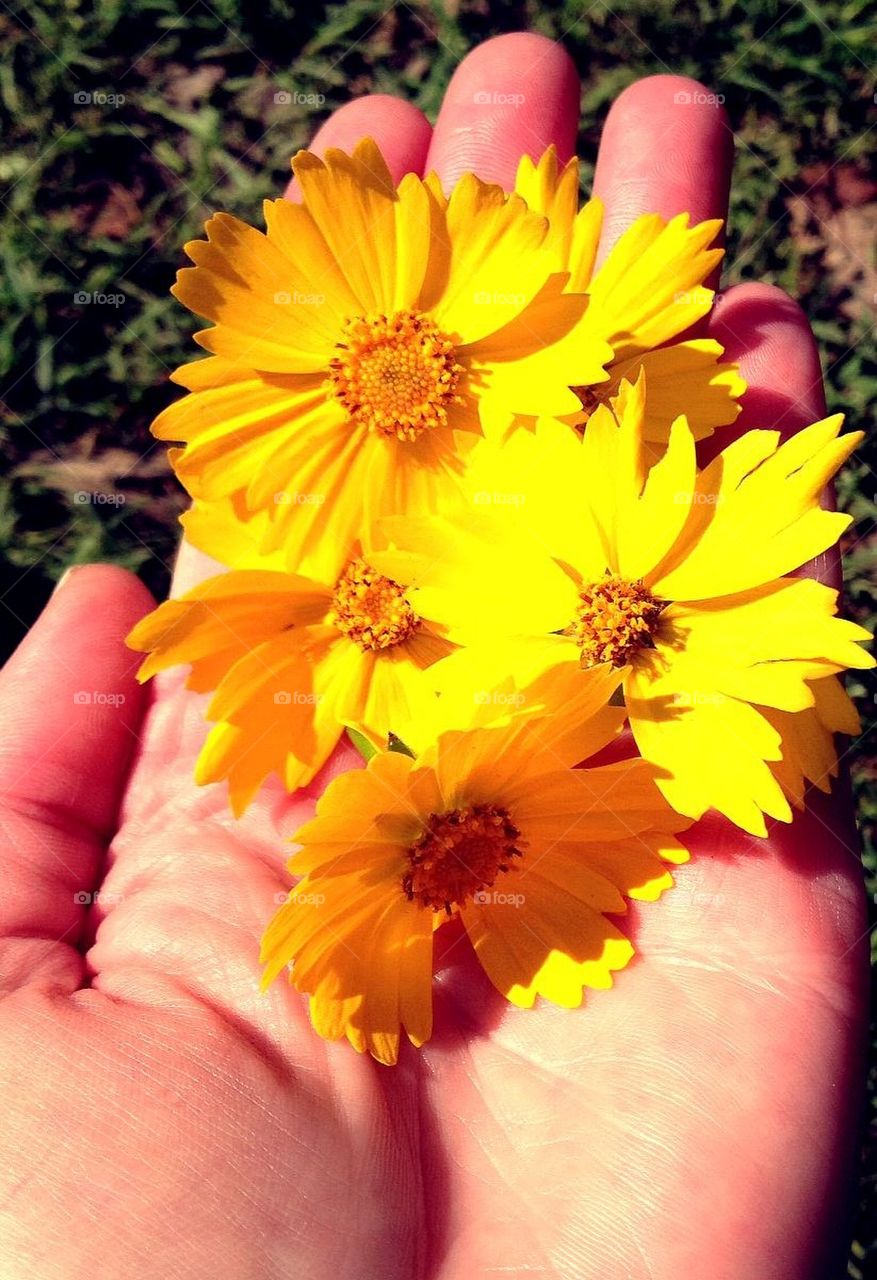 Hand of flowers