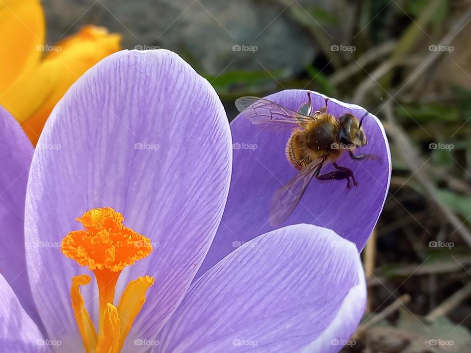 bee hovering over crocuses early spring !