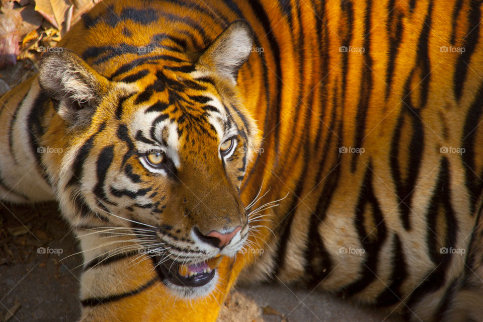 THE BENGAL TIGER IN PATTAYA THAILAND