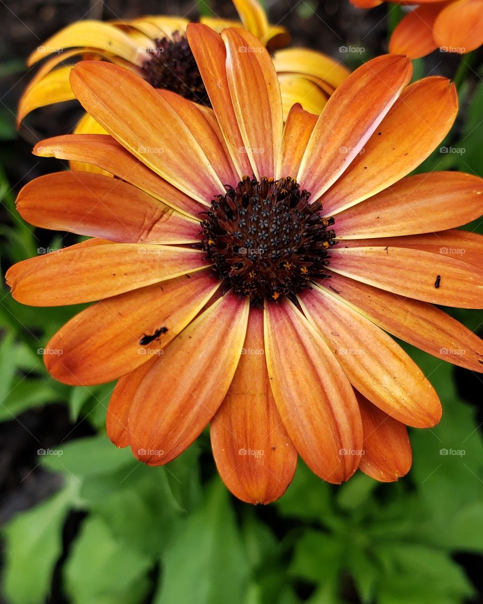 Sunshine flower