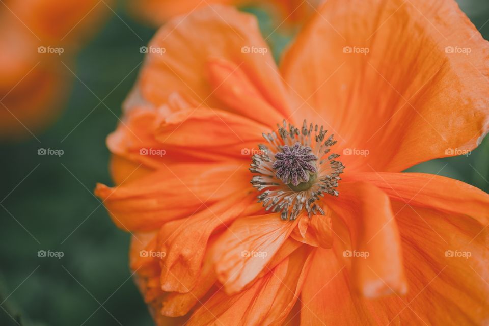 Poppy 