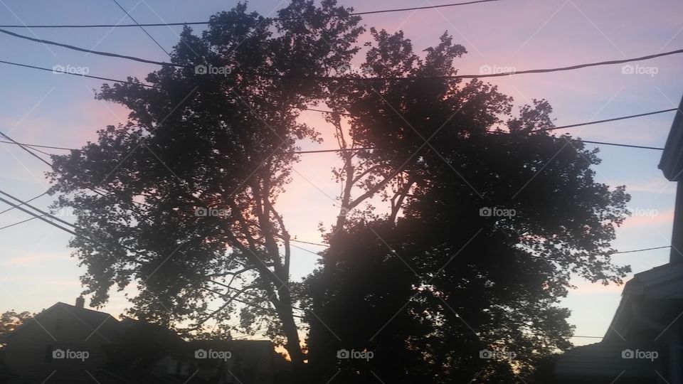 Beatifull Tree separation