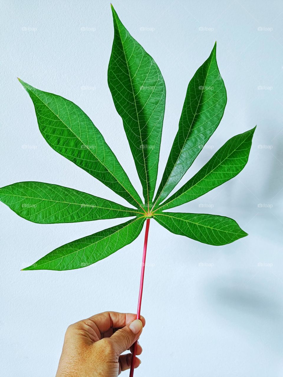 Cassava leaves