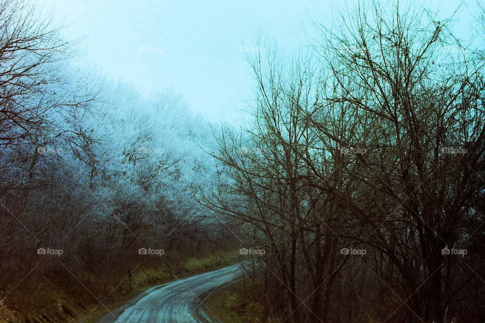 Frost Forest Road