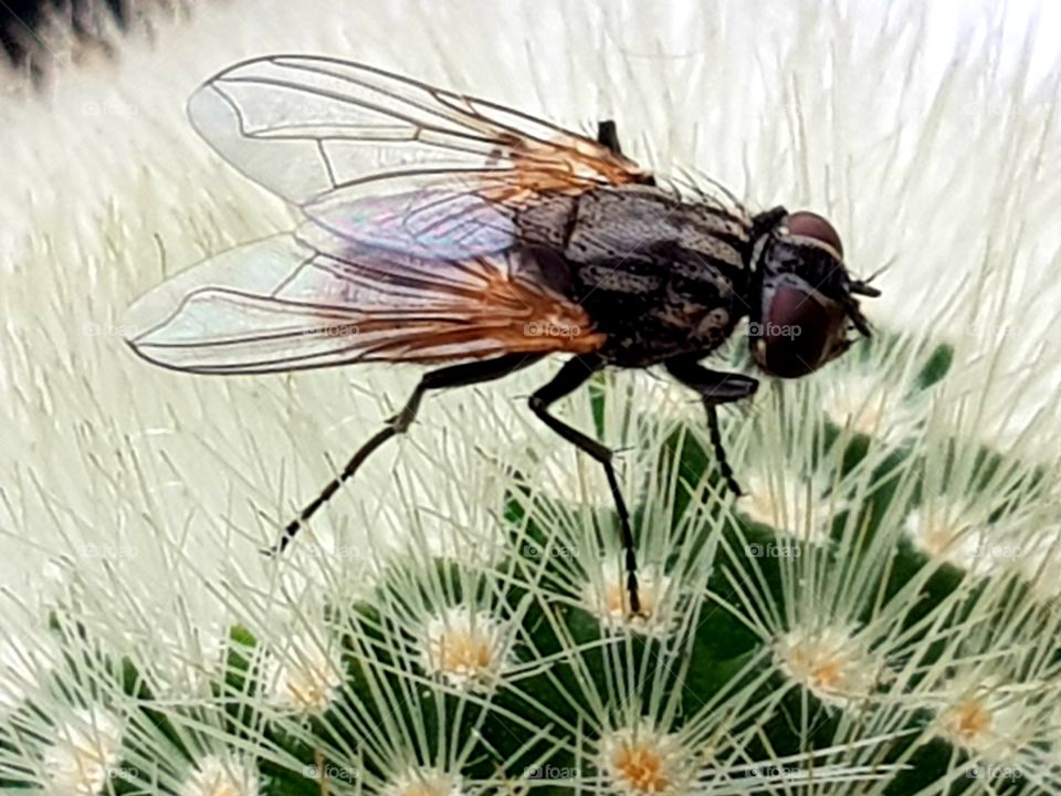 Fly on cactus