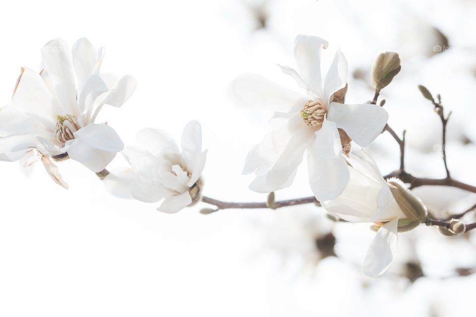 Closeup of white blooming magnolia flower tree 