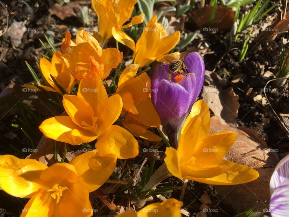 Crocus