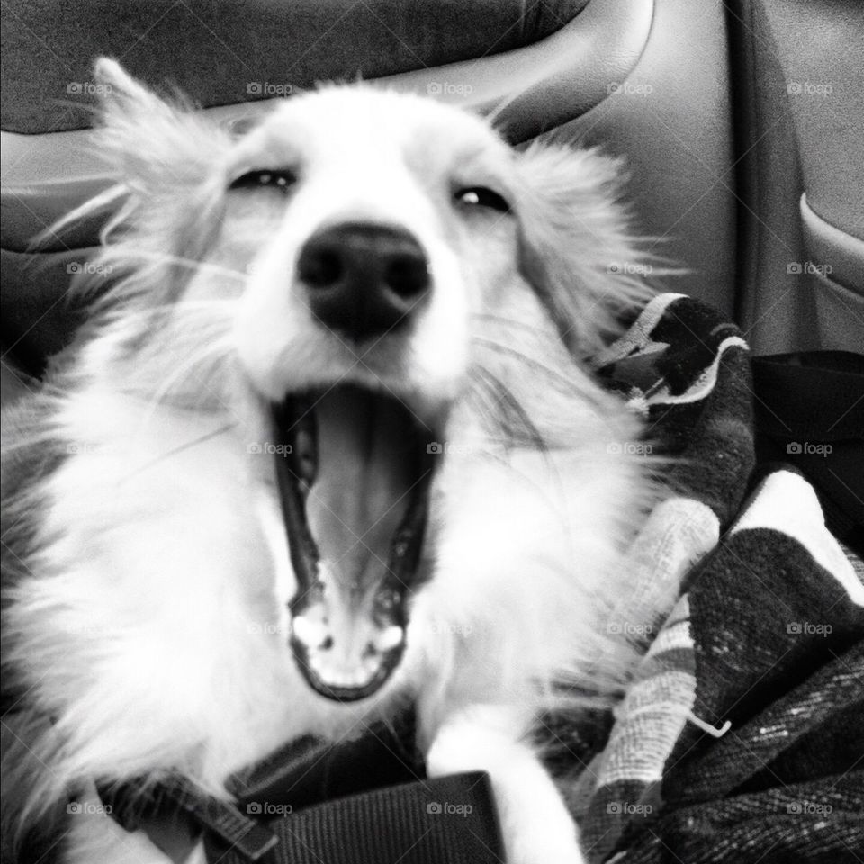 Yawn!