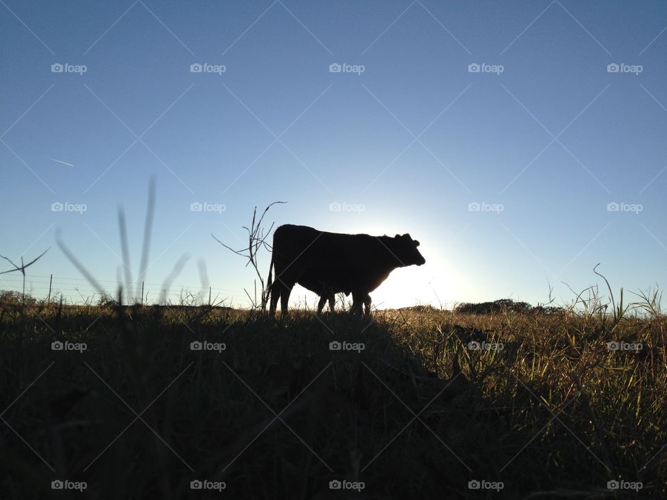 silhouette of cow and calf