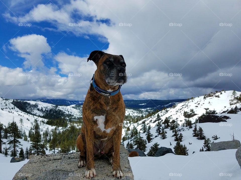 Thor in the Sierras!
