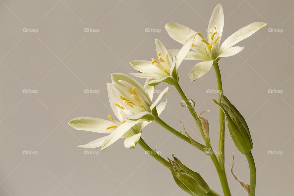 Beautiful white flowers with water drops