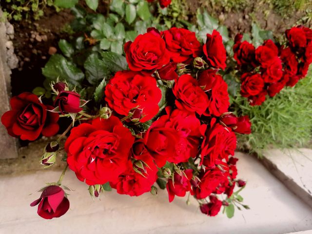 red roses