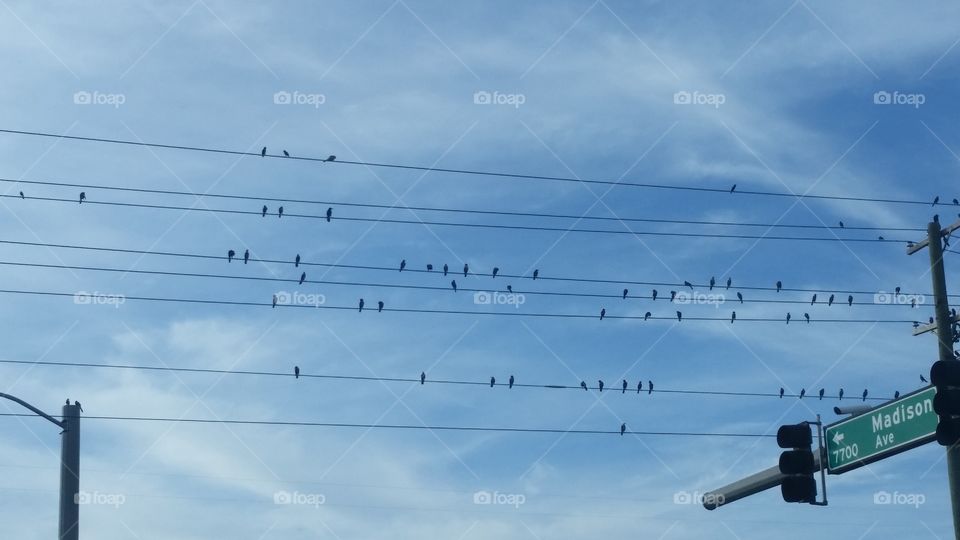 birds