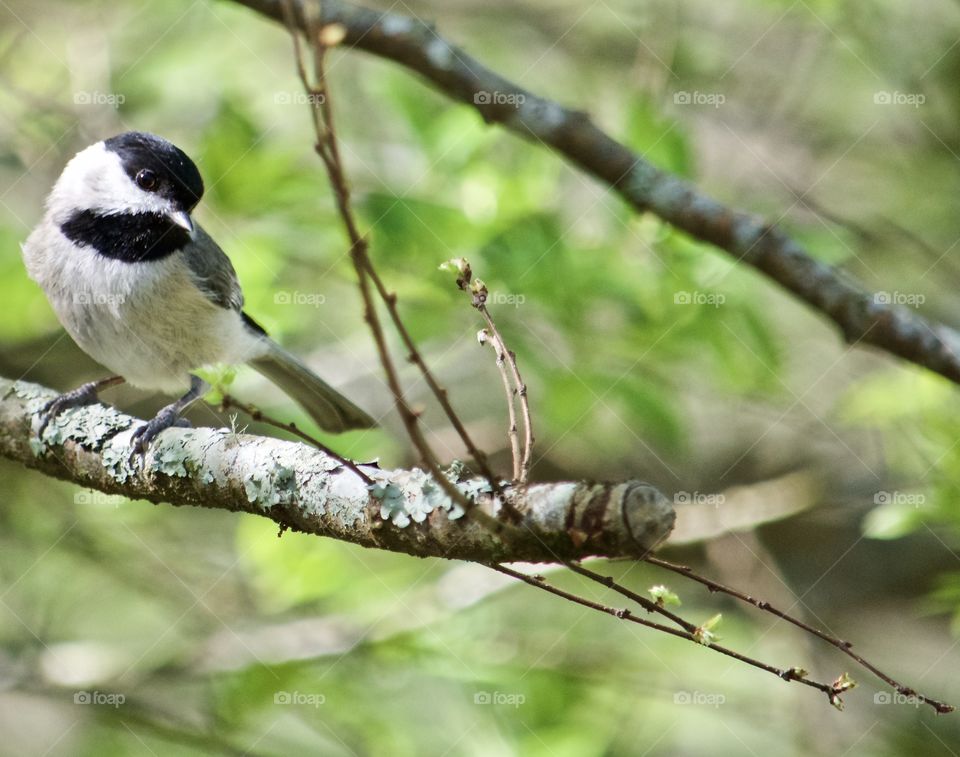 Bird lover in paradise