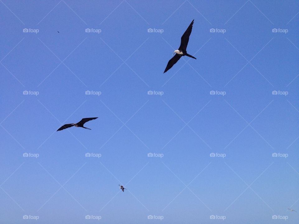 Birds Hovering, Ecuador.
