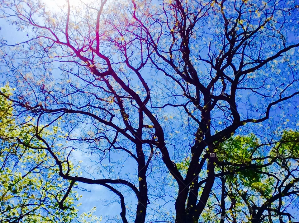 Bare tree