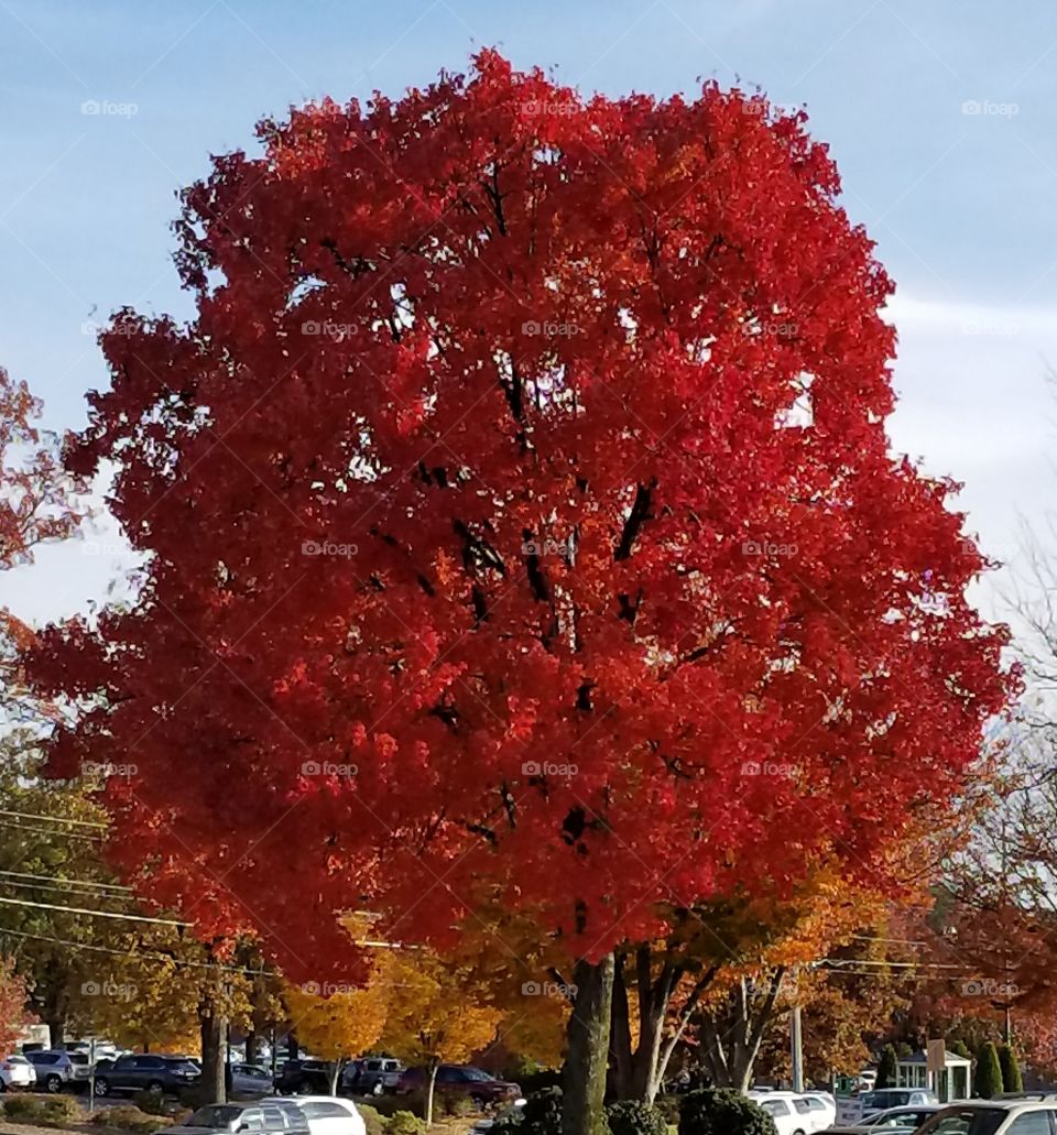 red leaves tree
