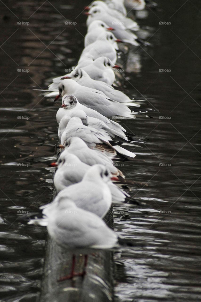 River Seagulls