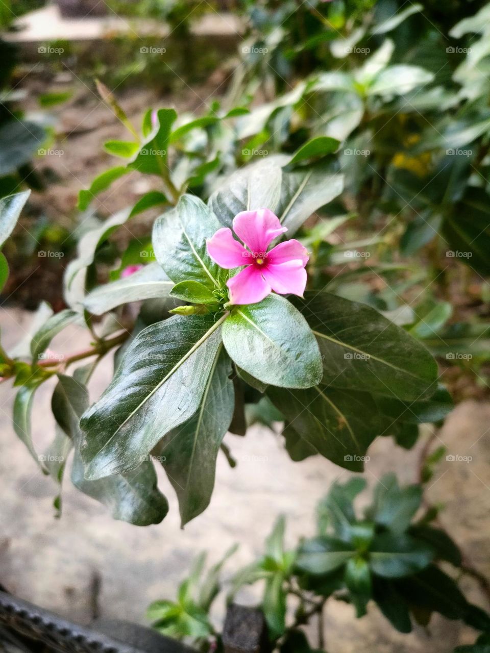 small flower