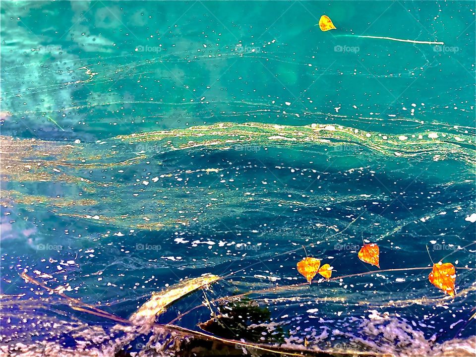 Leaves and algae swirls in the pond 