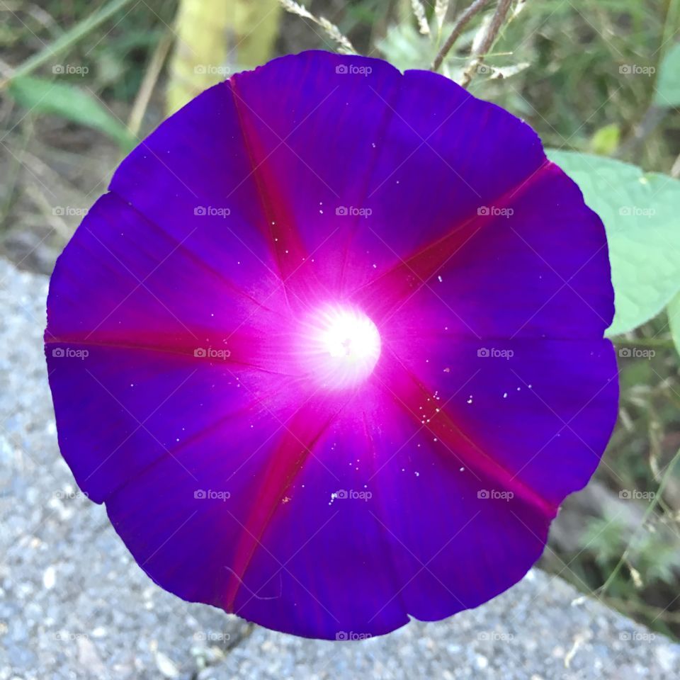 Purple Morning Glory