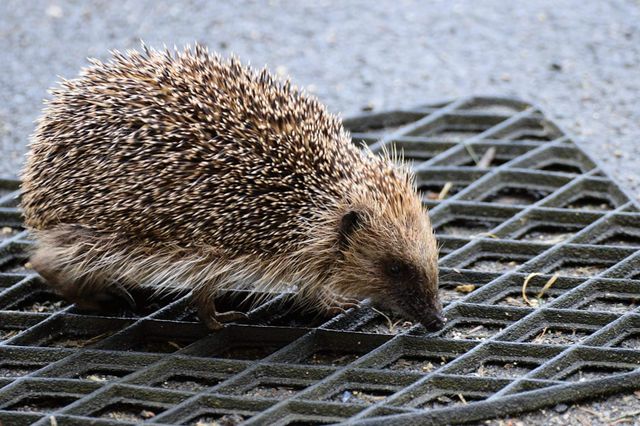 hedgehog