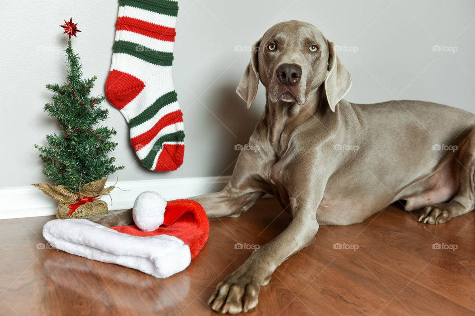 Weimaraner laying next to Christmas decorations